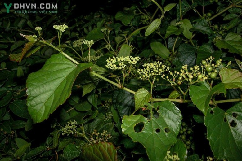 Cây Nho núi - Ampelopsis brevipedunculata (Maxim.) Trautv., thuộc họ Nho - Vitaceae.