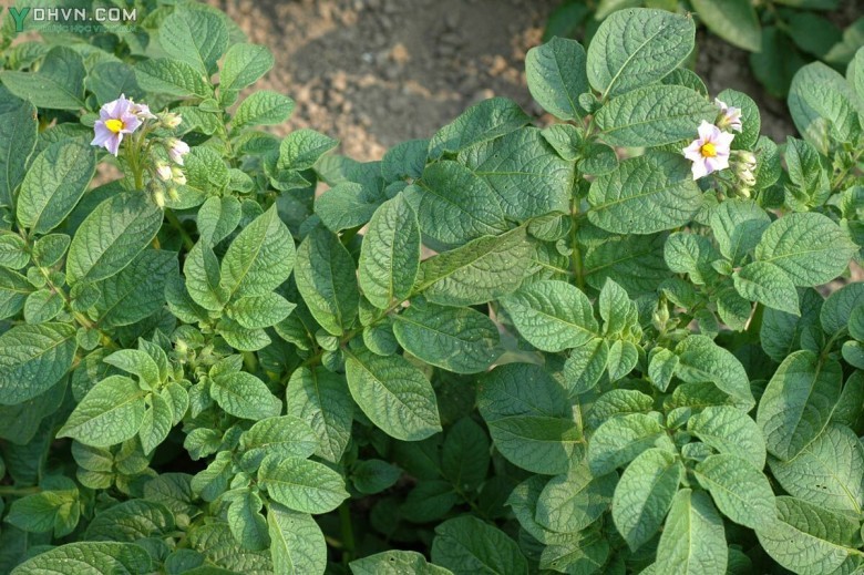 Khoai tây - Solanum tuberosum L., thuộc họ Cà - Solanaceae.