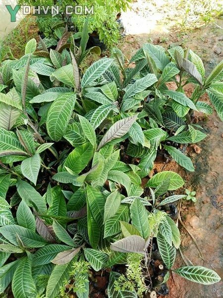 Cây Khôi, Khôi tía, Cơm nguội rừng - Ardisia silvestris Pit, thuộc họ Đơn nem - Myrsinaceae.