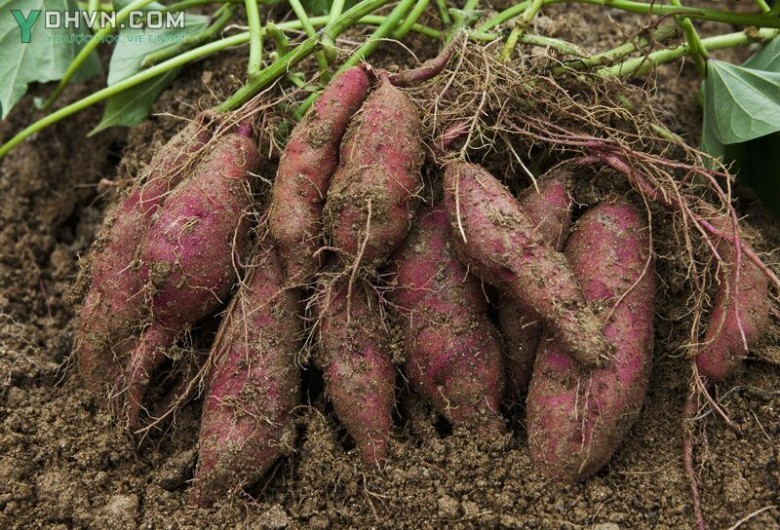 Cây Khoai lang hay Lang - Ipomoea batatas (L.) Lant, thuộc họ Khoai lang - Convolvulaceae.