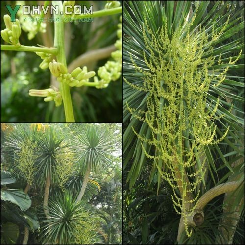 Cây Giang ông, Bồng bồng - Dracaena cochinchinensis (Lour.) Merr. (D. lourerii Gagnep.), thuộc họ Bồng bồng - Dracaenaceae.