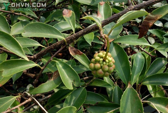 Cây Ngũ vị tử nam, Ngũ vị nam - Kadsura longipedunculata Finet et Gagnep., thuộc họ Ngũ vị - Schisandraceae.