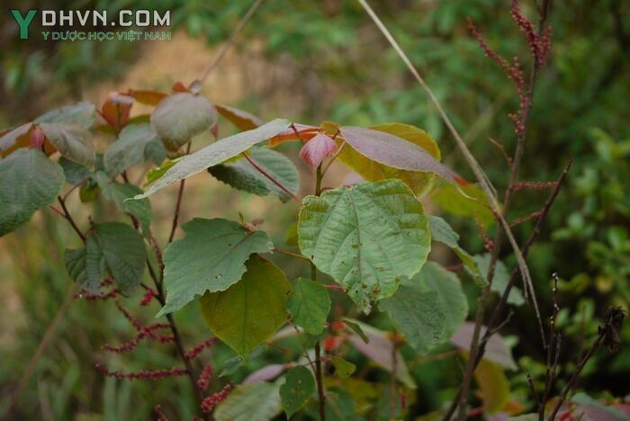 Vông đỏ, Long đồng nhỏ - Alchornea trewioides (Benth.) Muell. - Arg. (Stipellaria trewioides Benth.) thuộc họ Thầu dầu - Euphorbiaceae.