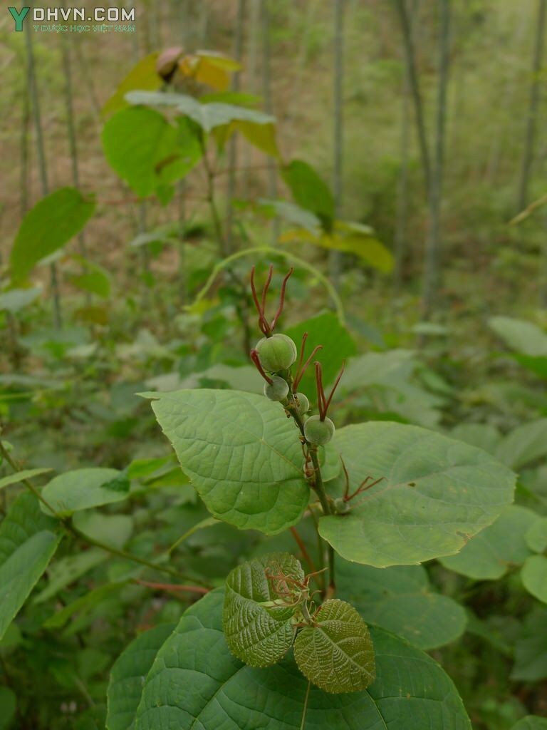 Tham khảo thêm hình ảnh cây Vông đỏ