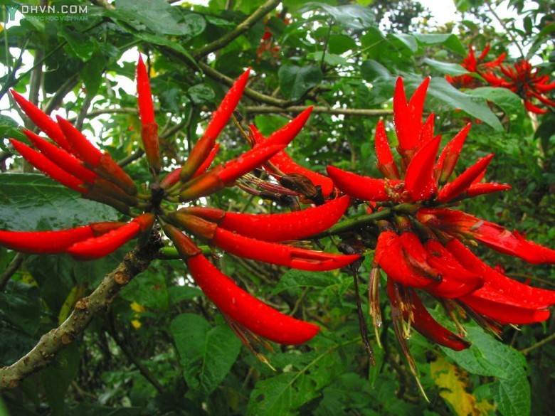 Cây Vông nem, Cây lá vông - Erythrina variegata L., thuộc họ Ðậu - Fabaceae.