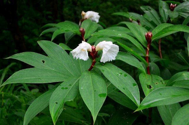 Cây Mía dò, Cát lối, Ðọt đắng - Costus speciosus (Koenig) Sm., thuộc họ Mía dò - Costaceae.