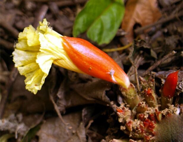 Cây Mía dò hoa gốc, Mía dò lá nhẵn - Costus tonkinensis Gagnep., thuộc họ Mía dò - Costaceae.