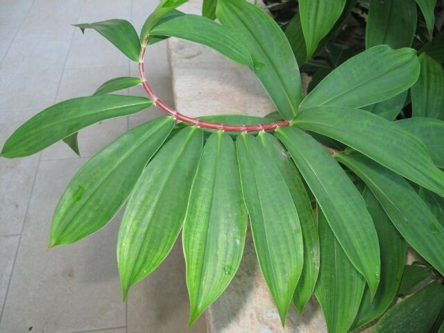 Xem thêm hình ảnh cây