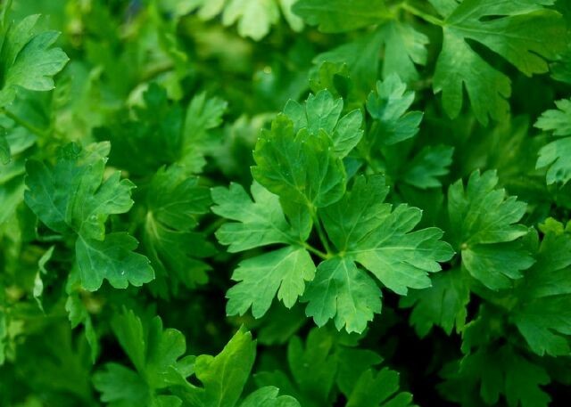 Cây Mùi tây, Rau mùi tây - Petroselinum crispum (Mill.) Nym. ex Airy Shaw (P. sativum Hoflin.), thuộc họ Hoa tán - Apiaceae.