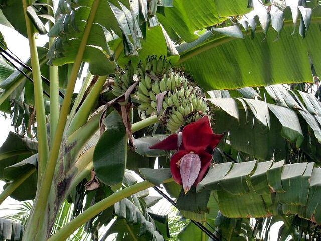 Cây Chuối hột, Chuối chát - Musa balbisiana Colla (M. brachycarpa Back), thuộc họ Chuối - Musaceae.