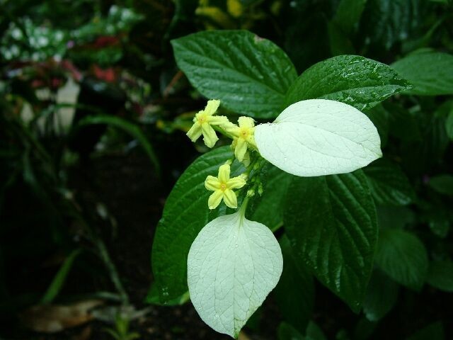 Cây Bướm bạc, Bươm bướm, Bứa chùa - Mussaenda pubescens Ait. f., thuộc họ Cà phê - Rubiaceae.