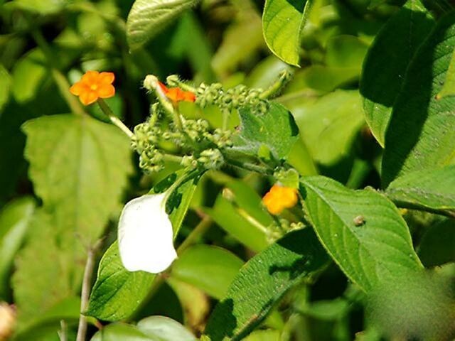 Cây Bướm bạc quả nang, Bươm bướm, Hồ diệp - Mussaenda dehisens Craib, thuộc họ Cà phê - Rubiaceae.