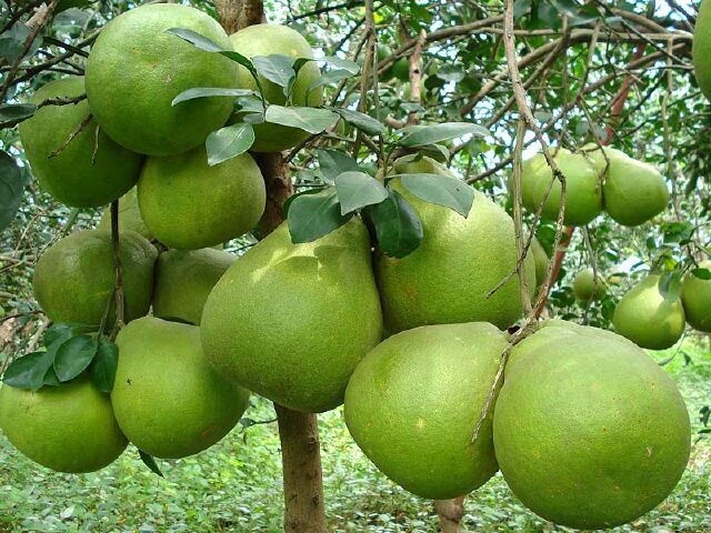Cây Bưởi - Citrus grandis (L.) Osbeek (C. maxima (Burm.) Merr., C. decumana Merr.), thuộc họ Cam - Rutaceae.