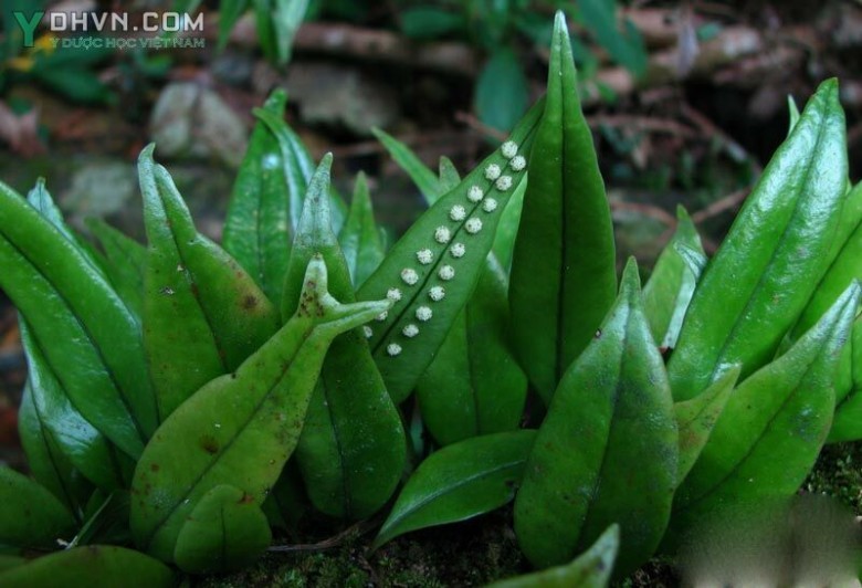 Cây Ổ vẩy, Ráng quần lân có mũi - Lepidogrammitis rostrata (Bedd.) Ching (Polypolium rostratum Bedd.), thuộc họ Ráng - Polypodiaceae.