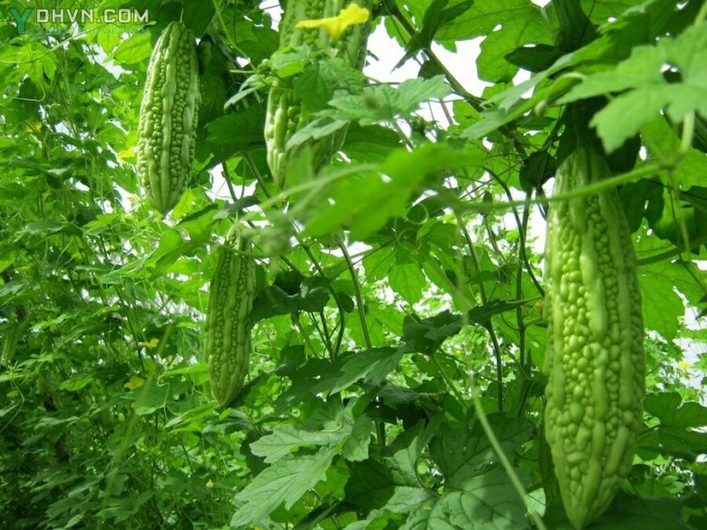 Cây Mướp đắng, Khổ qua, Lương qua - Momordica charantia L., thuộc họ Bầu bí - Cucurbitaceae.