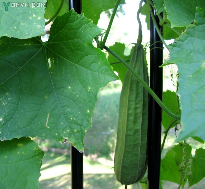 Cây Mướp khía, Mướp tàu - Luffa acutangula (L.) Roxb., thuộc họ Bầu bí - Cucurbitaceae.