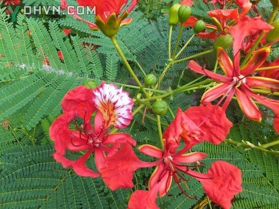 Cây Phượng, Phượng vĩ, Phượng tây, Diệp tây - Delonix regia (Boj. ex Hook.) Raf., thuộc họ Ðậu - Fabaceae.