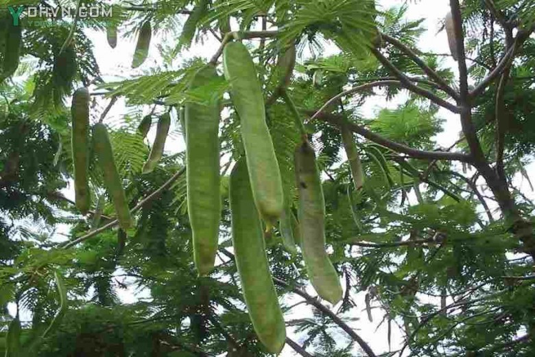 Hình ảnh quả Phượng