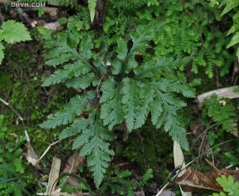 Cây Âm địa quyết – Botrychium ternatum (Thunb) Sw. thuộc họ Lưỡi rắn – Ophioglossaceae.