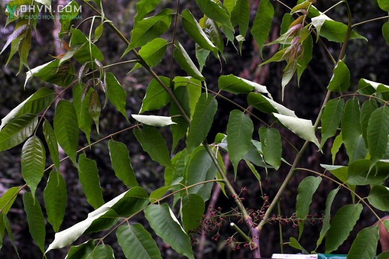 Cây Xoan nhừ, Xuyên cúc - Choerospondias axillaris (Roxb.) Burtt et Hill, thuộc họ Ðào lộn hột - Anacardiaceae.
