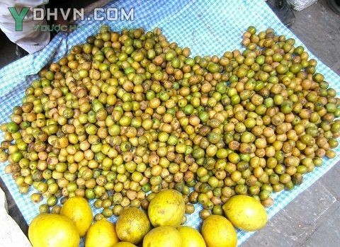 Hình ảnh quả Xoan nhừ, Xuyên cúc