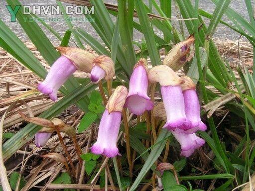 Cây Tai đất, Dã cô, Lệ dương - Aeginetia indica (L.) Roxb., thuộc họ Hoa mõm sói - Scrophulariaceae.