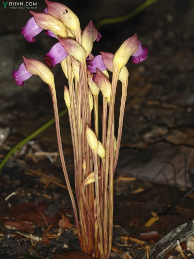 Thông tin tham khảo thêm