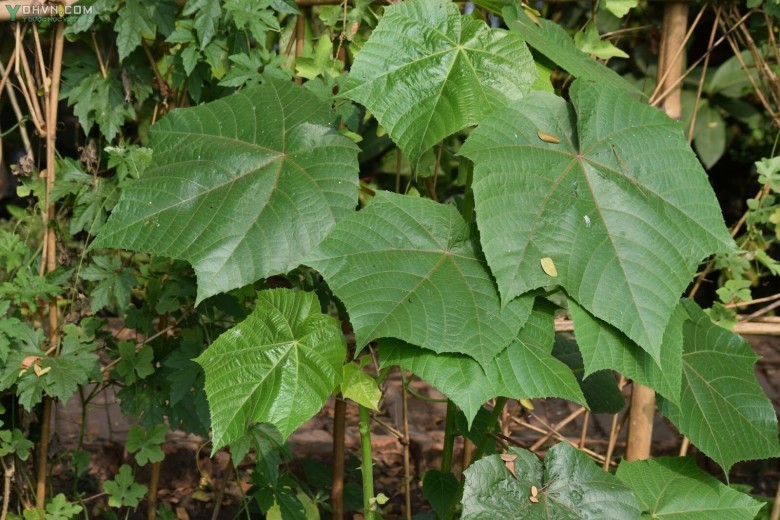 Cây Tai mèo, Bông vàng, Múc - Abroma augusta (L.) Willd. (Theobroma augusta L.), thuộc họ Trôm - Sterculiaceae.