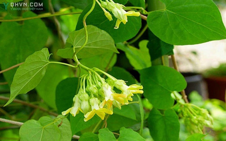 Thiên lý, Hoa thiên lý, Hoa lý - Telosma cordata (Burm. f.) Merr. (Asclepias cordata Burm. f.), thuộc họ Thiên lý - Asclepiadaceae.