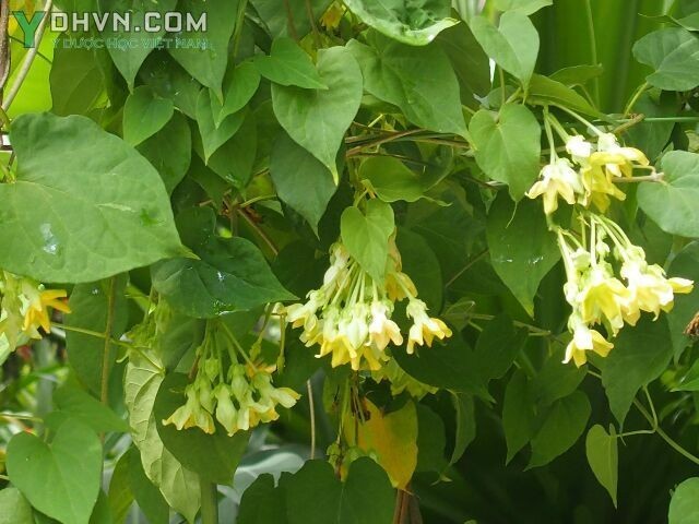 Tham khảo thêm cây Hoa thiên lý