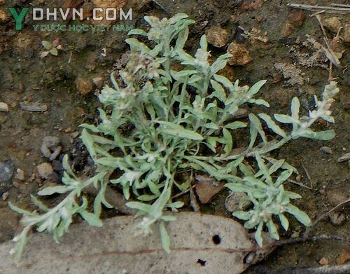 Cây Rau khúc nhiều thân, Khúc nếp - Gnaphalium polycaulon Pers (G.indicum auct, non L) thuộc họ Cúc - Asteraceae.