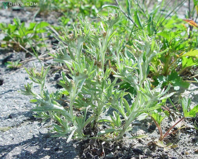 Cây rau khúc mọc hoang khắp nơi ở những ruộng khô. Lá khúc nếp dùng làm bánh khúc lá khúc tẻ dùng làm thuốc.