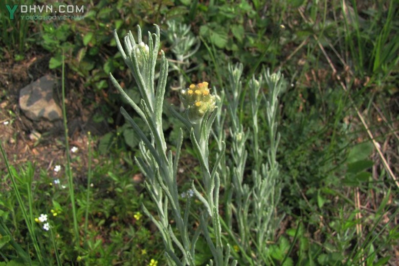 Cây Rau khúc tẻ, Khúc vàng - Gnaphalium luteo - album L., thuộc họ Cúc - Asteraceae.