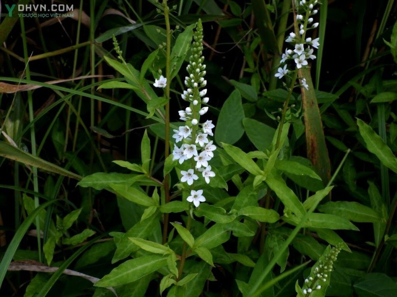 Cây Rau tinh tú - Lysimachia fortunei Maxim, thuộc họ Anh thảo - Primulaceae.