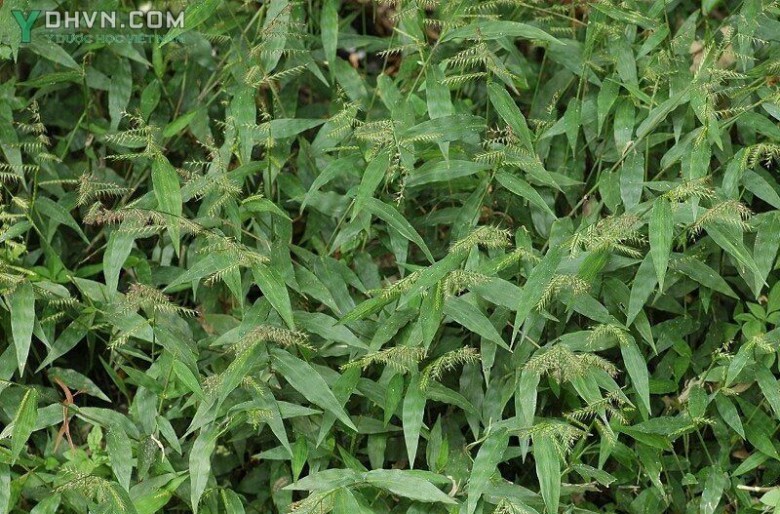 Cây Cỏ lá tre - Lophatherum gracile Brongn., thuộc họ Lúa - Poaceae.