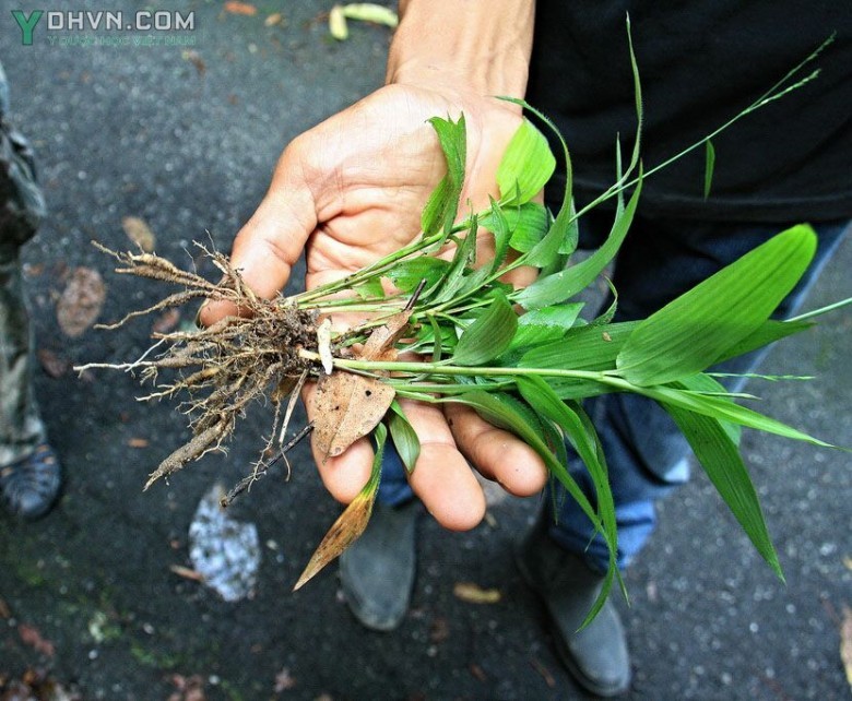 Tham khảo thêm hình ảnh cây cỏ lá tre