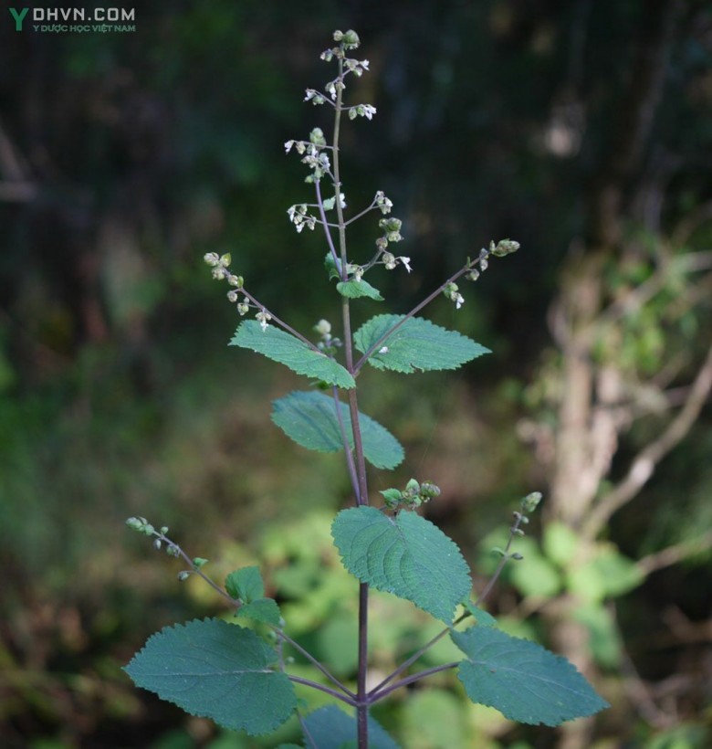 Cỏ mật gấu, Ðằng nha sọc - Isodon lophanthoides (D.Don) Hara (Rabdosia lophanthoides (Buch. - Ham. ex D.Don) Hara), thuộc họ Hoa môi - Lamiaceae.