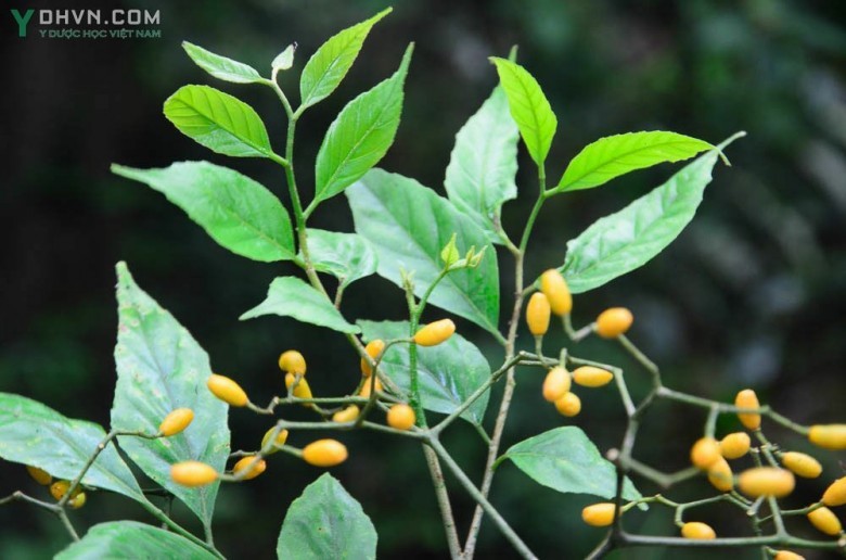 Cây Kim sương, Chùm hôi trắng, Cây da chuột, Lăng ớt, Ớt rừng - Micromelum falcatum (Lour.) Tanaka, thuộc họ Cam - Rutaceae.