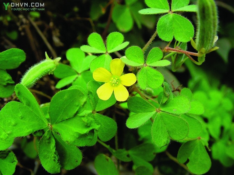 Cây Chua me đất hoa vàng, Chua me ba chìa - Oxalis corniculata L., thuộc họ Chua me đất - Oxalidaceae.
