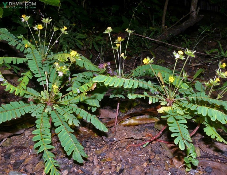 Cây Chua me lá me, Mắc cỡ tàn dù - Biophytum sensitivum (L.) DC., thuộc họ Chua me đất - Oxalidaceae.