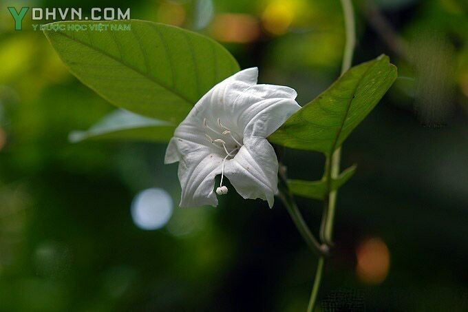 Cây Bạc thau, Bạc sau, Lú lớn hay Thảo bạc - Argyreia acuta Lour, thuộc họ Khoai lang - Convolvulaceae.