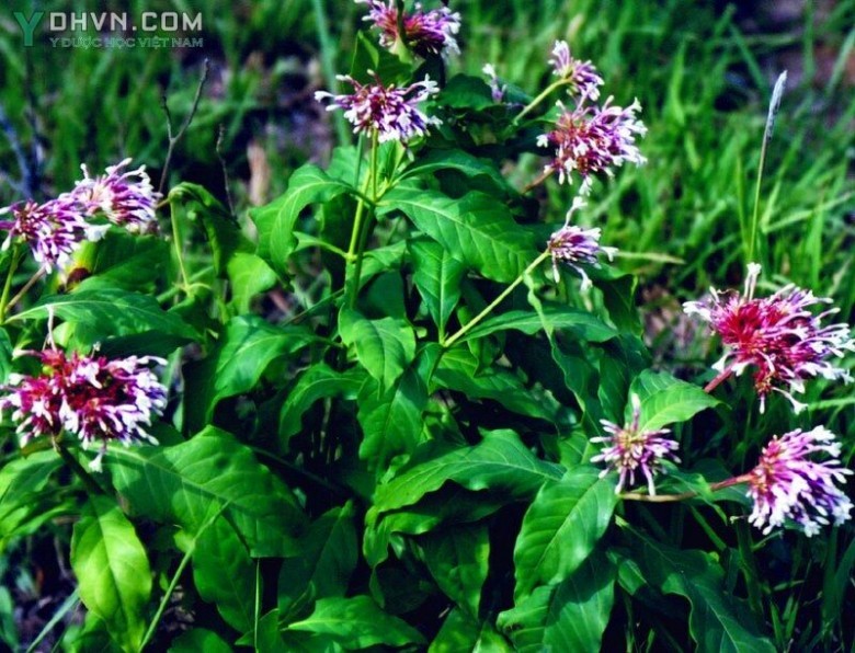 Cây Ba gạc lá to hay cây Nhanh - Rauvolfia cambodiana Pierre ex Pit, thuộc họ Trúc đàu - Apocynaeae.