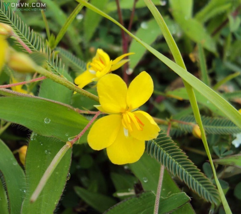 Cây Muồng trinh nữ, Trà tiên, Mắc cỡ đất - Cassia mimosoides L., thuộc họ Đậu - Fabaceae.