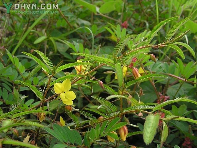 Hình ảnh cây Muồng trinh nữ