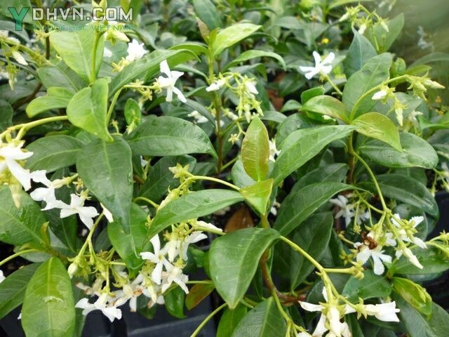 Cây Lạc thạch, Mỏ sẻ, Bạch hoa đằng - Trachelospermum jasminoides (Lindl.) Lam., thuộc họ Trúc đào - Apocynaceae.
