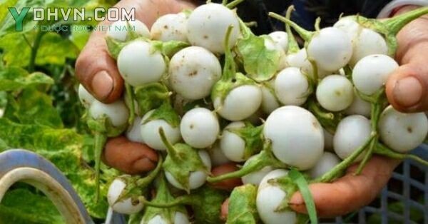 Cây Cà pháo - Solanum undatum Poir, thuộc họ Cà - Solanaceae.