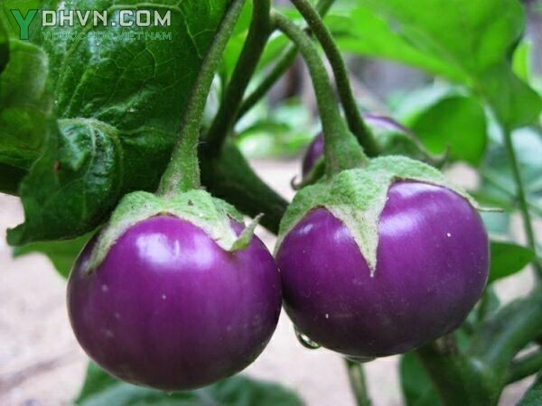 Cà pháo (Solanum album Lour. - Solanum undatum Poir.) dùng để chữa đau răng, viêm lợi, chín mé (Quả).