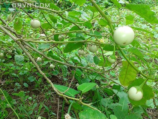 Cà pháo trắng