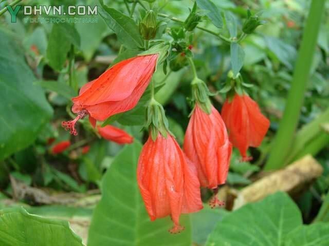 Cây Râm bụt, Bụp, Bông bụp - Hibiscus rosa sinensis L., thuộc họ Bông - Malvaceae.