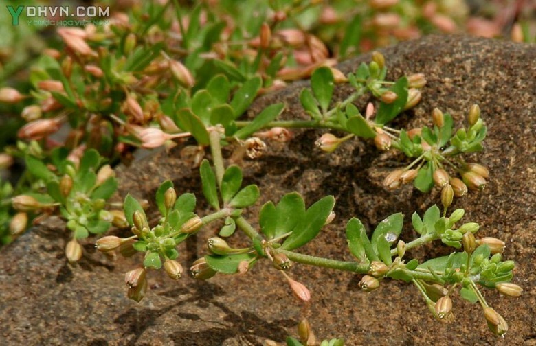 Cây Rau đắng đất, Rau đắng lá vòng - Glinus oppositifolius (L) Dc, thuộc họ Rau đắng đất - Molluginaceae.